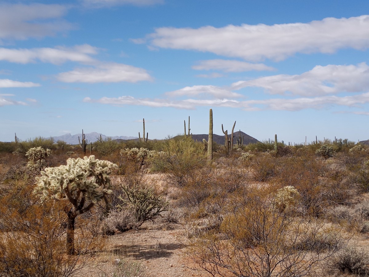 Sonoran Desert Musings